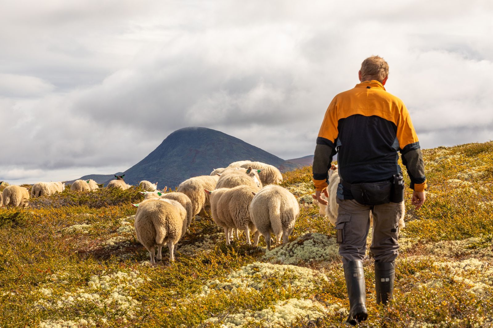 Farmer monitoring sheep in the mountains