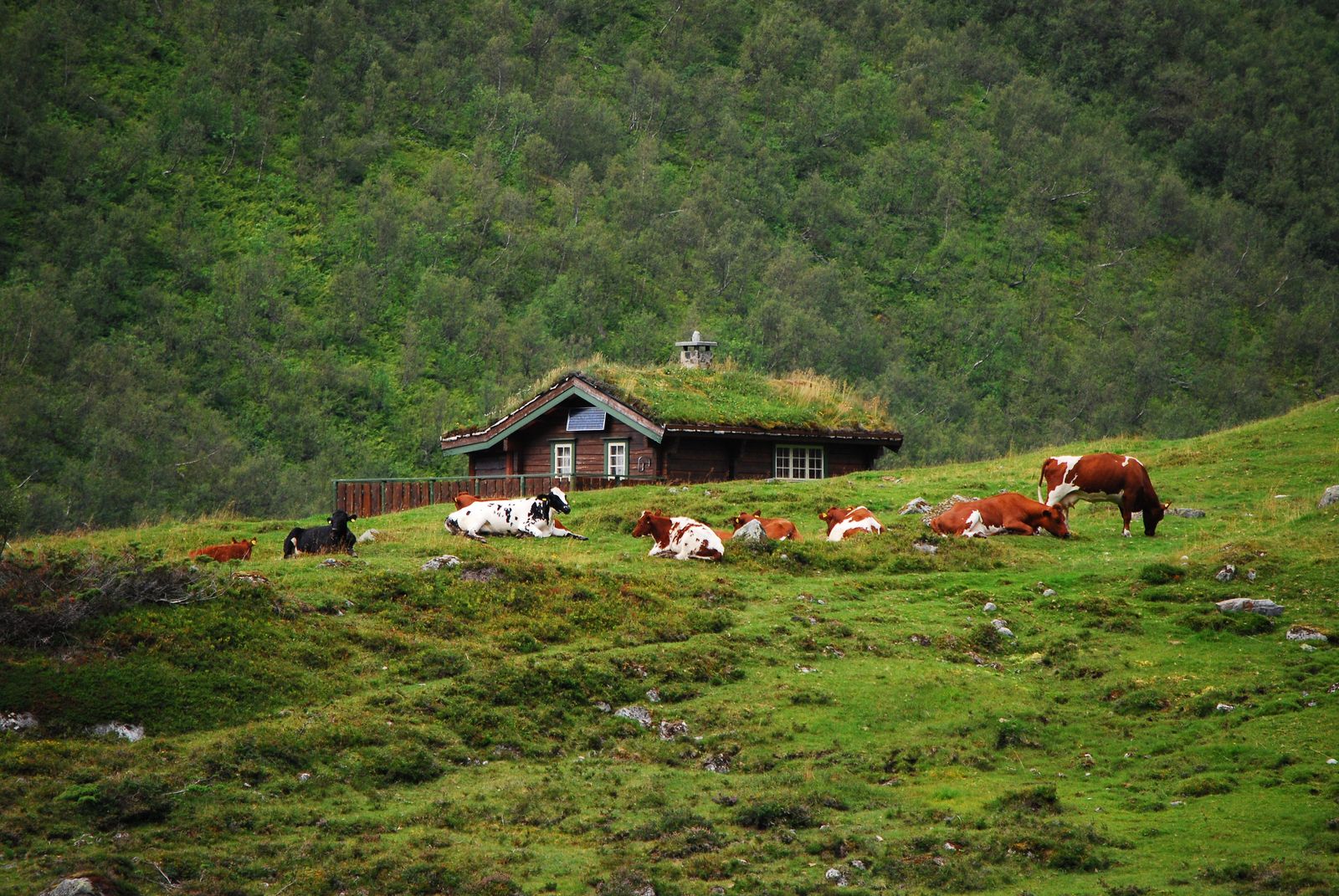 Cows resting at a mountain farm on grazing
