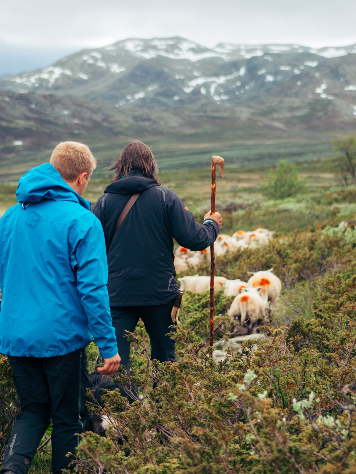 Two shepherds following the flock in the mountains