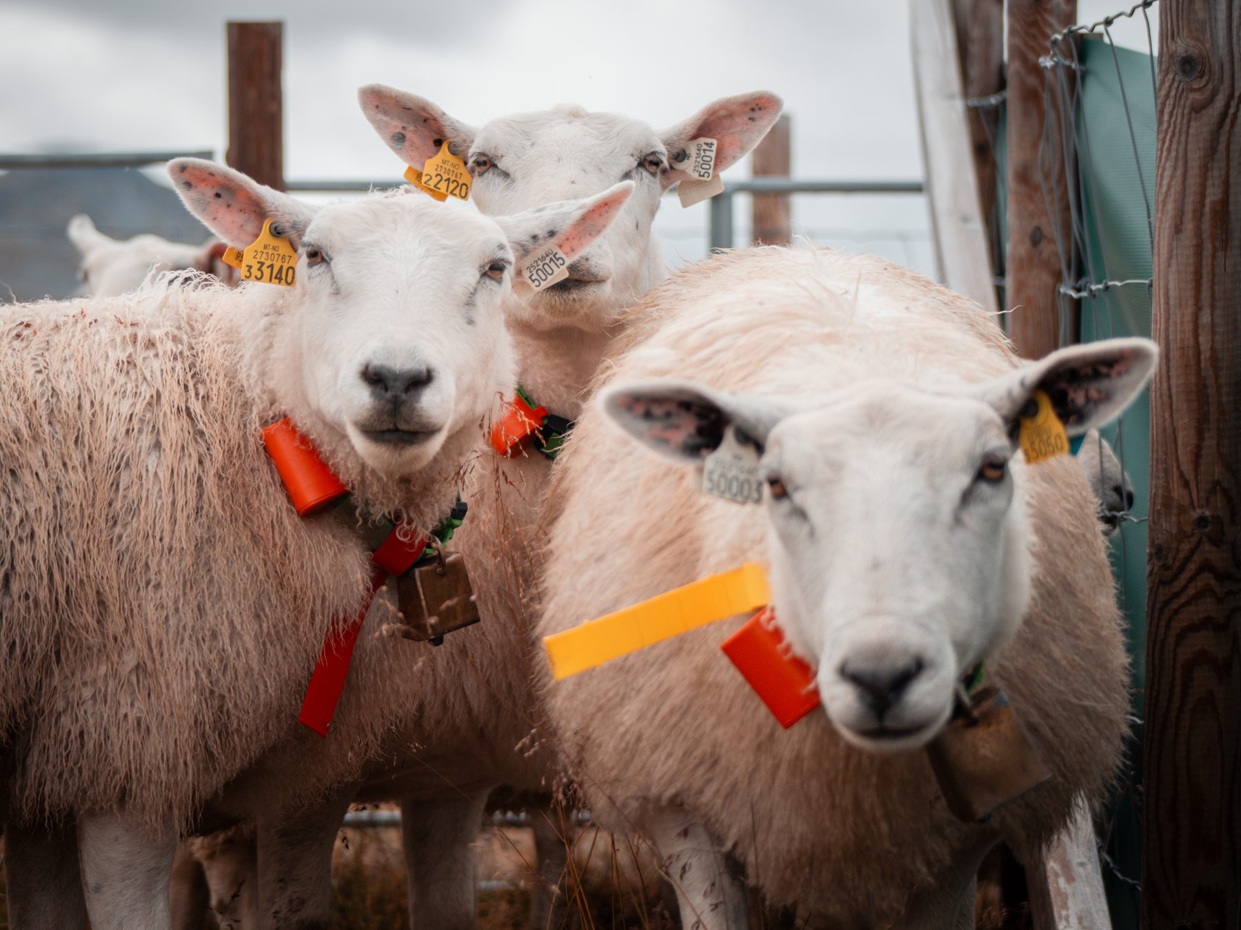 Three sheep wearing Radiobell looking at the camera during round-up