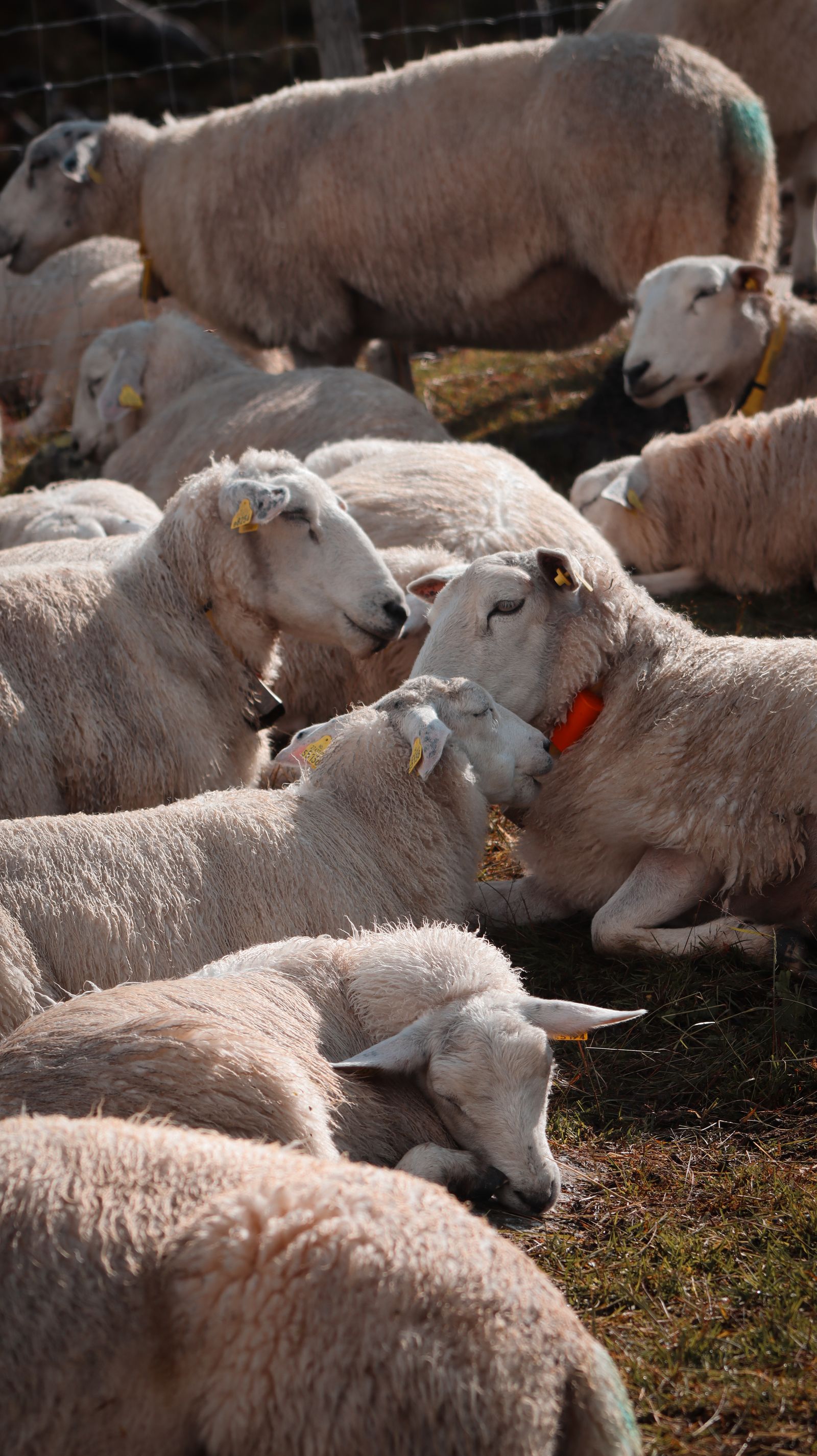 Sheep in a flock