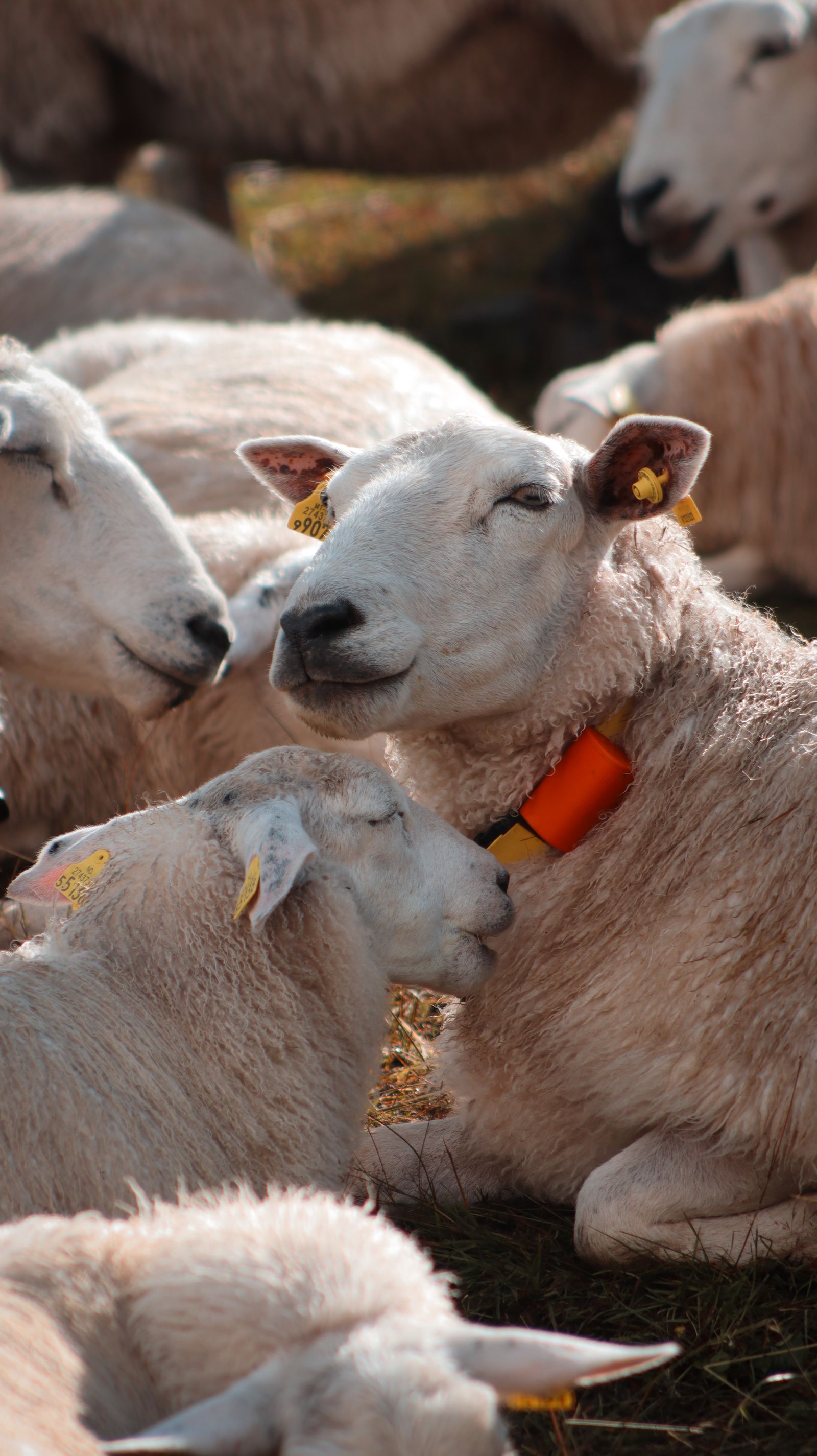 Sheep with Radiobell