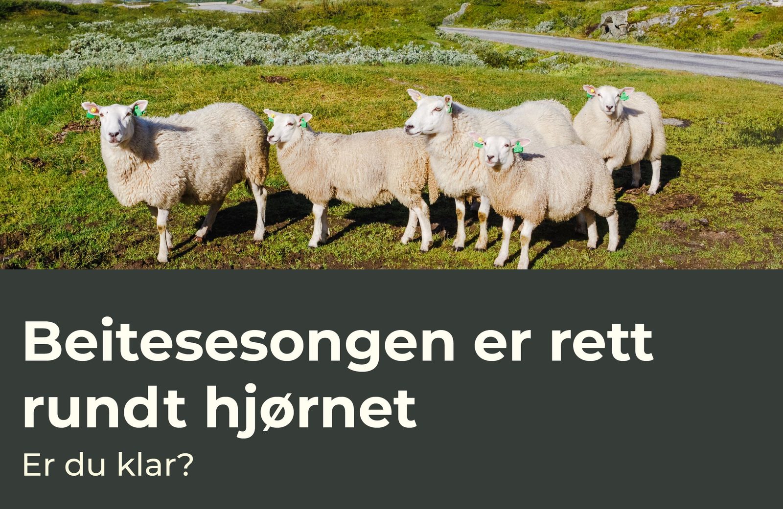 Beitesesongen er rett rundt hjørnet